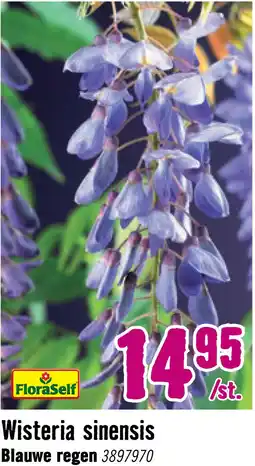 Hornbach FLORASELF Klimplant wisteria sinensis 2,3 l 53-70 cm Blauw aanbieding