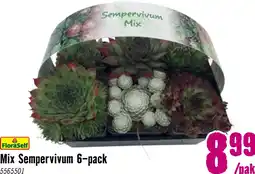 Hornbach FLORASELF Rotsplant Sempervivum 6st aanbieding