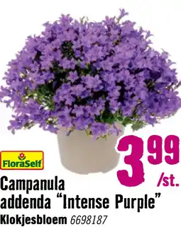Hornbach FLORASELF Klokje Campanula portenschlagiana 'Intens Purple' potmaat Ø 12 cm aanbieding