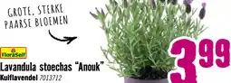 Hornbach FLORASELF® Kuiflavendel Lavandula stoechas 'Anouk' potmaat Ø 12 cm H 15-20 cm aanbieding