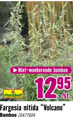 Hornbach Bamboe Fargesia nitida Volcano H 30-40 cm aanbieding