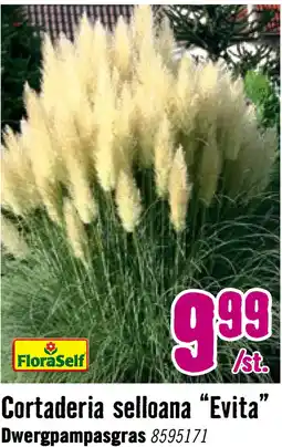 Hornbach FLORASELF® Pampasgras Cortaderia selloana 'Evita' potmaat Ø19 cm aanbieding