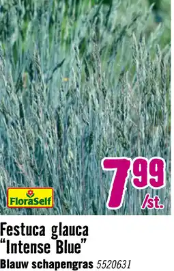 Hornbach FLORASELF® Blauw Schapengras Festuca glauca 'Intense Blue' potmaat Ø17 cm aanbieding