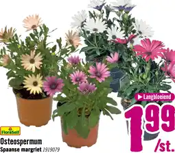 Hornbach FLORASELF Spaanse margriet Osteospermum ecklonis potmaat Ø 11.0 cm aanbieding