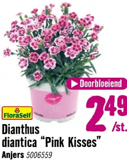 Hornbach FLORASELF Anjer Dianthus Pink Kisses potmaat Ø 10,5 cm H 9 cm aanbieding
