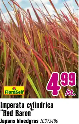 Hornbach FLORASELF Japans bloedgras Imperata cylindrica var, koenig 'Red Baron' potmaat Ø 14 cm H 5-15 cm aanbieding
