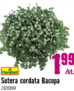 Hornbach FLORASELF Tapijtbloem Bacopa sutera cordata potmaat Ø 10.5 cm aanbieding