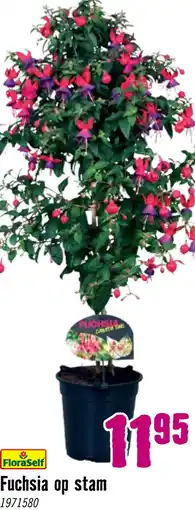 Hornbach Fuchsia op stam potmaat Ø 18 cm H 35 - 50 cm aanbieding