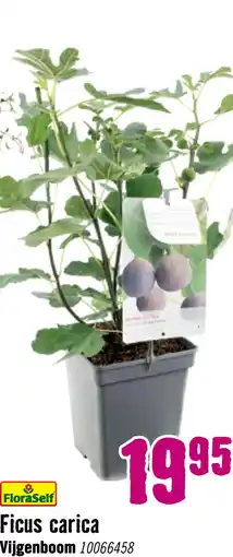Hornbach Vijg Ficus carica potmaat Ø 18 cm H 25 cm aanbieding