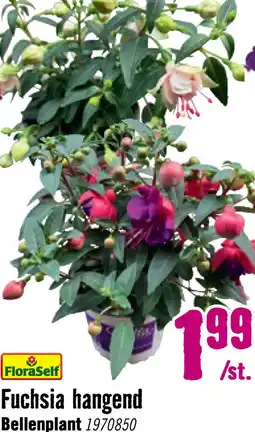 Hornbach FLORASELF Bellenplant Fuchsia-Cultivars potmaat Ø 10.5 cm aanbieding