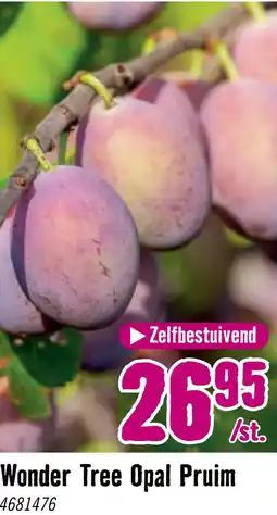 Hornbach Pruimenboom Wonder Tree 'Opal' Ø24 cm wit aanbieding