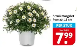 Hoogvliet Struikmargriet aanbieding