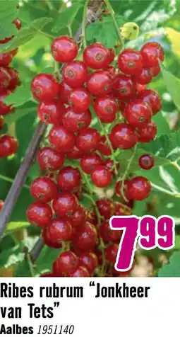 Hornbach Rode aalbes Ribes rubrum 'Jonkheer van Tets' potmaat Ø 10 cm aanbieding