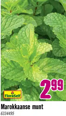 Hornbach FLORASELF Marokkaanse munt Mentha Spicata Moroccan potmaat Ø 13,0 cm H 5-15 cm aanbieding