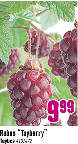 Hornbach Taybes Rubus 'Tayberry' potmaat Ø 10 cm aanbieding