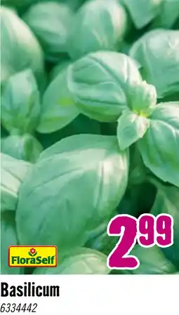 Hornbach FLORASELF Basilicum Ocimum Basilicum potmaat Ø 13,0 cm H 5-15 cm aanbieding