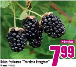 Hornbach Braamstruik Rubus fruticosa Thornless evergreen doornloos potmaat Ø 10 cm rood aanbieding