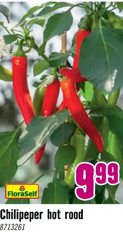 Hornbach FLORASELF Chilipeper rood snack Capsicum annuum potmaat Ø 14 cm H 20-22 cm aanbieding