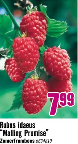 Hornbach Framboos Rubus idaeus 'Malling Promise' potmaat Ø 10 cm aanbieding
