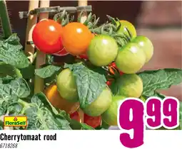 Hornbach FLORASELF Tomaat cherry snack potmaat Ø 14 cm H 40-45 cm aanbieding