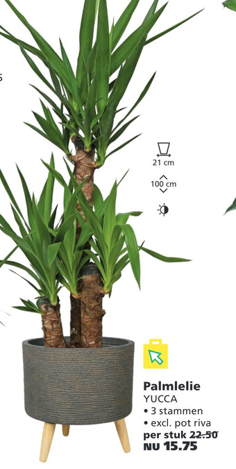 Ranzijn Palmlelie YUCCA aanbieding