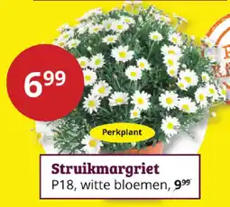 Tuinland Struikmargriet aanbieding