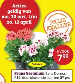 Tuinland Frans Geranium Bella Donna aanbieding