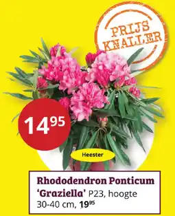 Tuinland Rhododendron Ponticum Graziella aanbieding