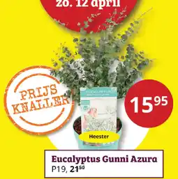 Tuinland Eucalyptus Gunni Azura aanbieding