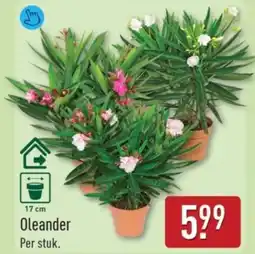 ALDI Oleander aanbieding