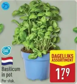 ALDI Basilicum in pot aanbieding