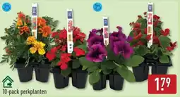 ALDI Perkplanten aanbieding