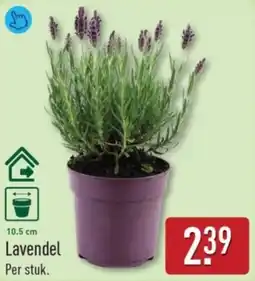 ALDI Lavendel aanbieding