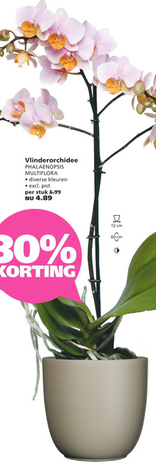 Ranzijn Vlinderorchidee PHALAENOPSIS MULTIFLORA aanbieding