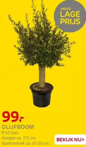 Praxis Olijfboom aanbieding