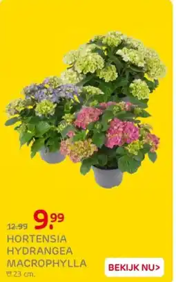Praxis Hortensia hydrangea macrophylla aanbieding