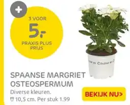 Praxis Spaanse margriet osteospermum aanbieding