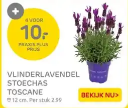 Praxis Vlinderlavendel stoechas toscane aanbieding