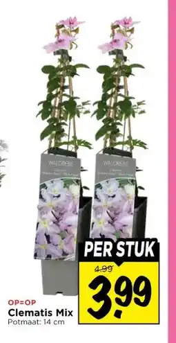 Vomar Voordeelmarkt Clematis Mix aanbieding