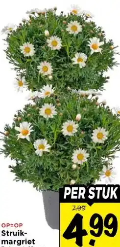 Vomar Voordeelmarkt Struik- margriet aanbieding