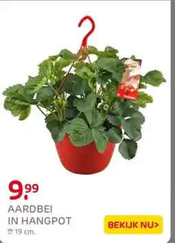 Praxis Aardbei in hangpot aanbieding