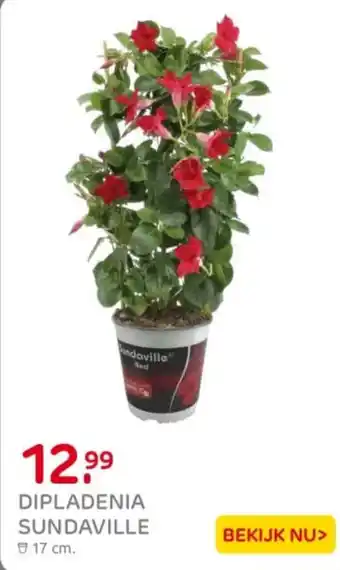 Praxis Dipladenia sundaville aanbieding