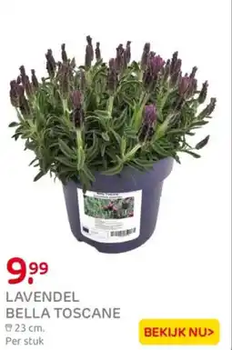 Praxis Lavendel bella toscane aanbieding