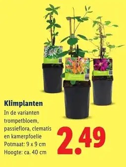 Lidl Klimplanten aanbieding