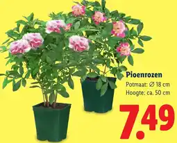 Lidl Pioenrozen aanbieding
