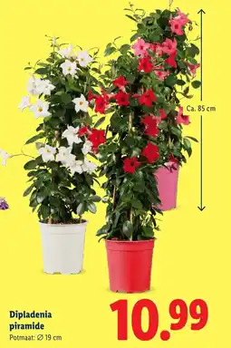 Lidl Dipladenia piramide aanbieding