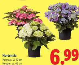 Lidl Hortensia aanbieding