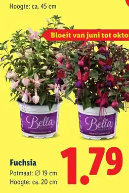 Lidl Fuchsia aanbieding