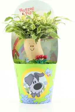 Intratuin Arrangement Woezel & Pip Tante perenboom (Ficus benjamina 'Kinky')D 14 H 35 cm aanbieding