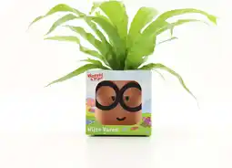 Intratuin Arrangement Woezel & Pip Wijze Varen (Asplenium antiquum) D 12 H 30 cm aanbieding